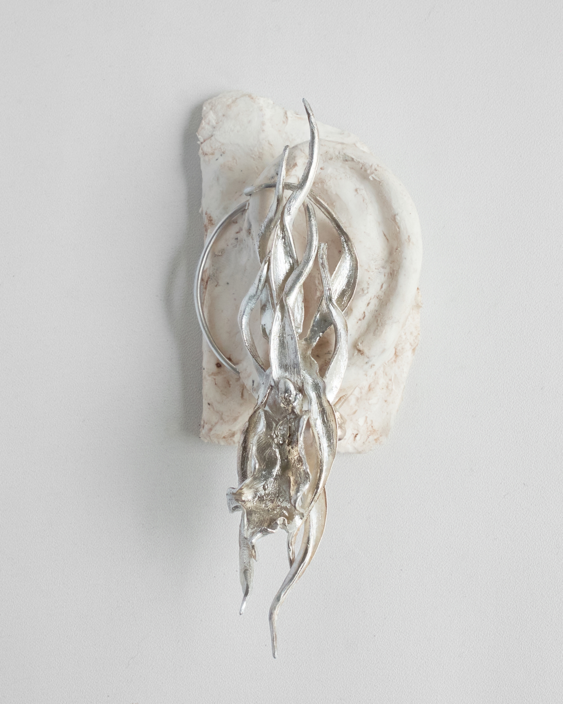 SILVER BRASSIA